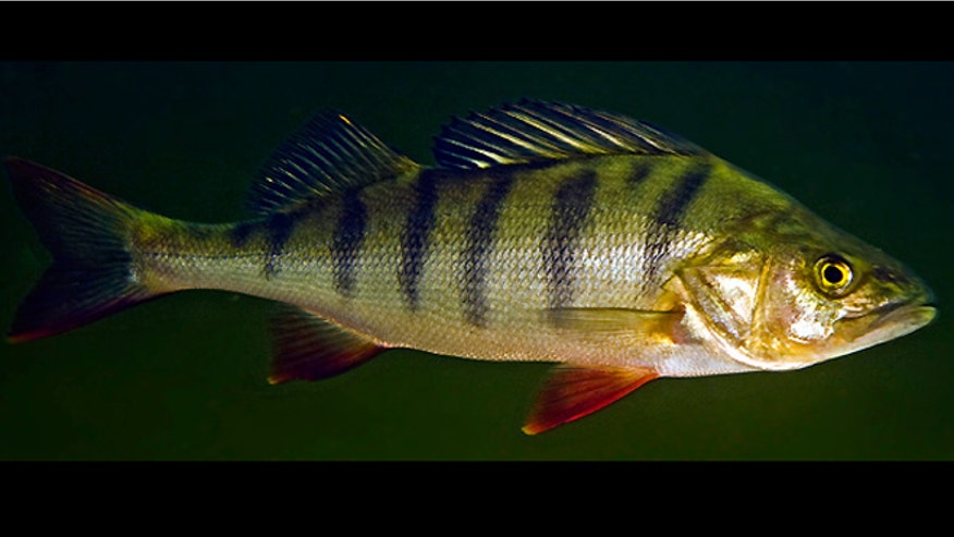 perch pharmaceuticals.jpg